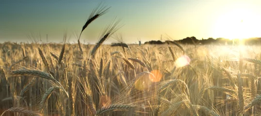 Selbstklebende Fototapete Land Weizenfeld bei Sonnenaufgang eines sonnigen Tages