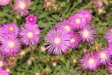 Fototapeta premium Delosperma flowers in Innsbruck, Austria