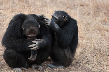 Chimpanzees in the national park of Africa