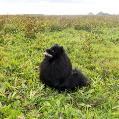 pomeranian dog german spitz outdoor