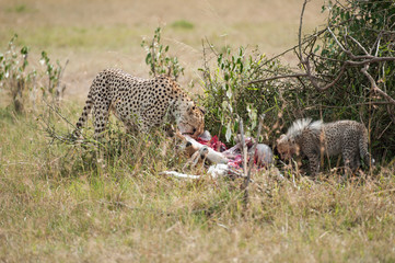Cheetah with young in the Masai Mara