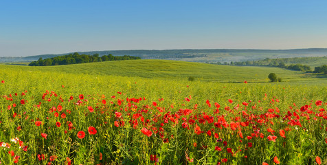 Fototapeta na wymiar Summer countryside with poppies