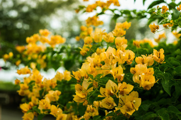 Bougainvillea
