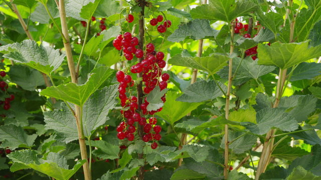Red Currants on bush