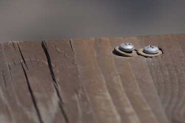 screws bolts in the wood