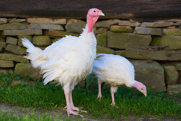 turkey on a farm
