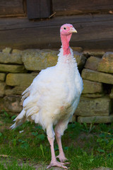 turkey on a farm © M.Gierczyk