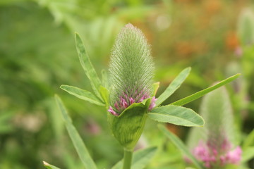 Red Feather flowers (Trifolium Rubens) in Innsbruck