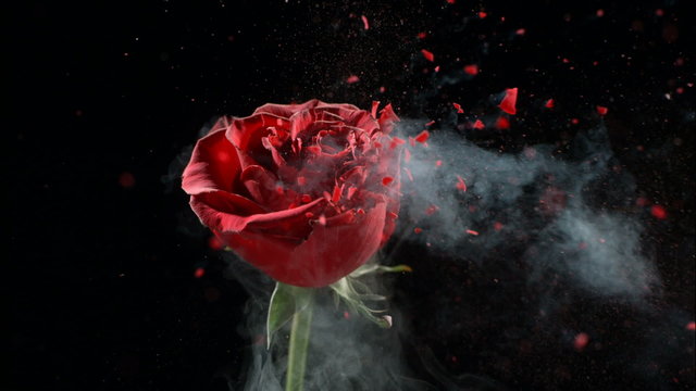 Red rose frozen in liquid nitrogen explodes in slow motion