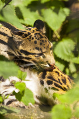 Nevelpanter likt zijn vacht.