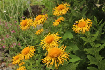 Inula Orientalis flowers in Innsbruck