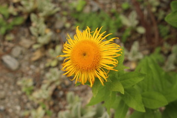 Inula Orientalis flowers in Innsbruck