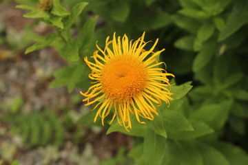 Inula Orientalis flowers in Innsbruck
