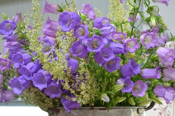Blumenstrau&szlig; aus lila Glockenblumen - Marienglockenblume (Campanula medium) im Metalleimer