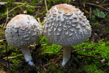 Mushrooms in the wood