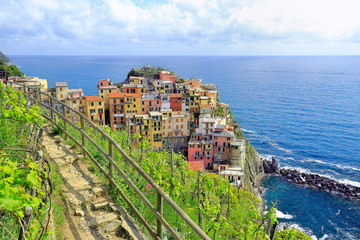Fototapeta na wymiar Manarola, Cinque Terre, Italy. Vineyard valley