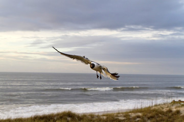 Naklejka premium Seagull Flies At Dusk