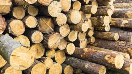 Pile of logs at a forestry plant