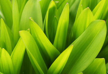 Green plants in the garden.