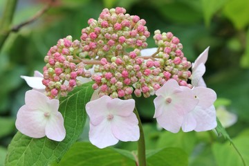 Hydrangea serrata - Hortensia