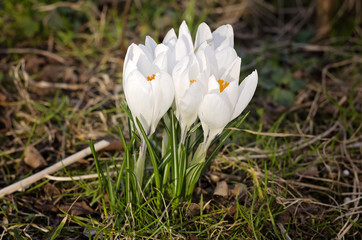 White crocuses