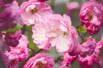 Pink flower macro background.