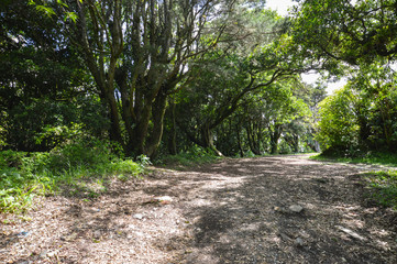 Shaded path under the green trees in volcano park, El Salvador