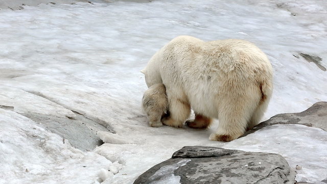 Family of polar polar bears - a she-bear with bear cubs on snow