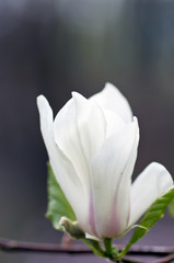 Fototapeta na wymiar Beautiful Flowers of a Magnolia Tree