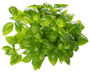 Raw Basil, view from above