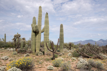 Saguaro-Nationalpark, Arizona, USA