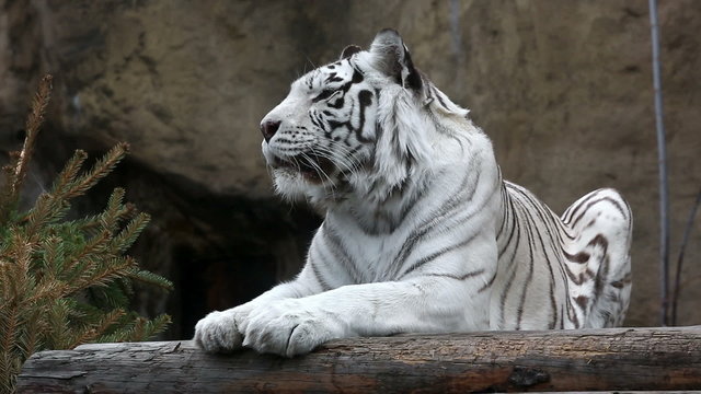 White Bengalese tiger close up