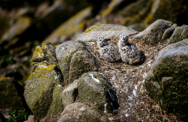 Seagull chicks