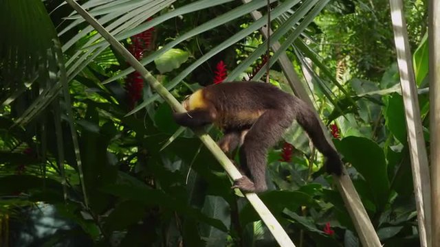 Capuchin Monkey climbing on branch, Manuel Antonio, Costa Rica
