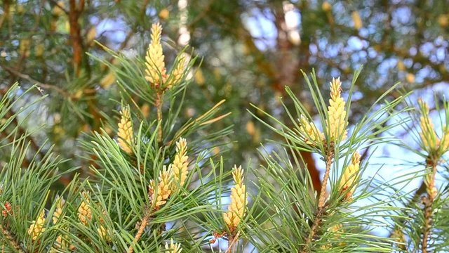 Beautiful pine tree blossom blown by breeze