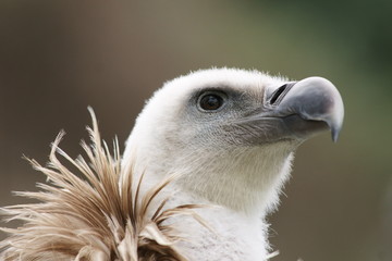 griffon vulture in close up  portrait on a trunk