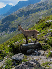 Ibex on a rocky mountainside looking down at the Chamonix valley
