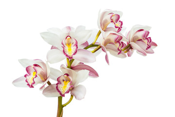 Beautiful Flower Orchid close up isolated on white background