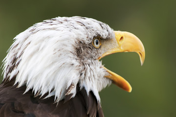 bald eagle head close up portrait