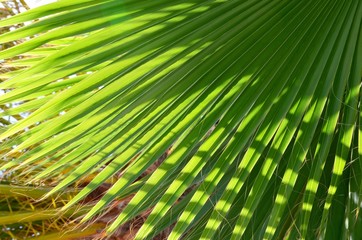 Palm tree leaf. 