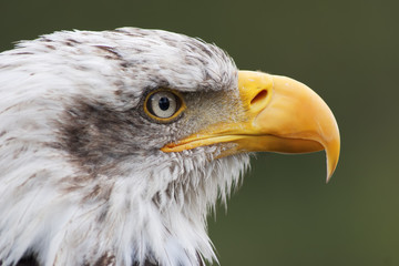 bald eagle head close up portrait