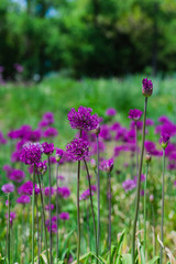 abstract violet flowers on field