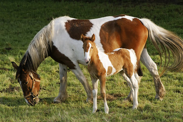 Fototapeta na wymiar foal and mare horses white and brown in the field