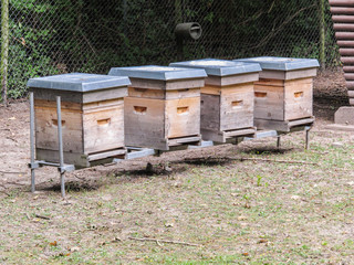 Fototapeta na wymiar A line of beehives in an apiary