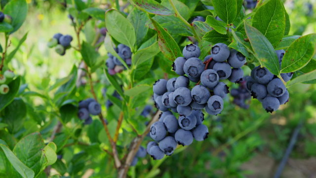 Blueberries on on the bush