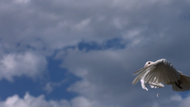 Dove flies across sky, slow motion