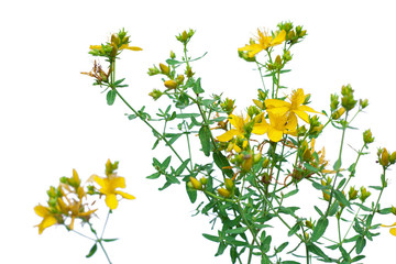 Flower of Hypericum isolated on white