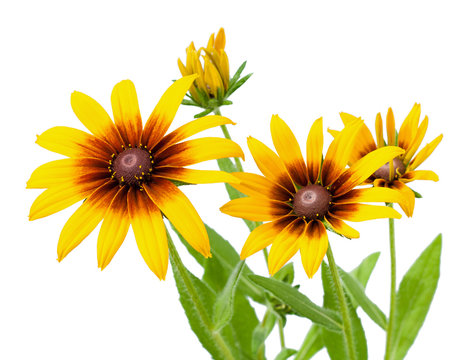 Fototapeta Flower of Rudbeckia hirta isolated on white