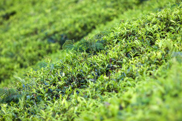 Tea plantation landscape in Sri Lanka