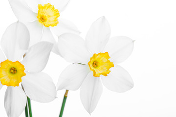 Fototapeta na wymiar White daffodil narcissus jonquil flower plants